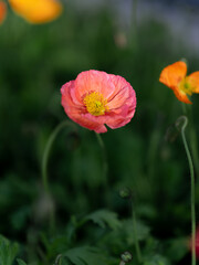 Colourful Poppies (Papaver rhoeas)