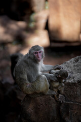 portrait of a macaque with her baby