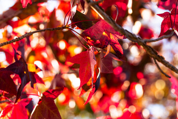 red autumn leaves