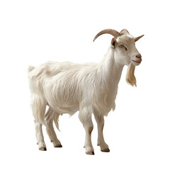 Side view of white goat with horns isolated on transparent background.