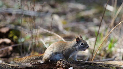 Serene Squirrel Perched on Forest Log