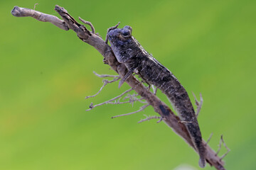 A barred mudskipper fish resting on a weathered log at the edge of a river mouth. This fish, which is mostly done in the mud, has the scientific name Periophthalmus argentilineatus.

