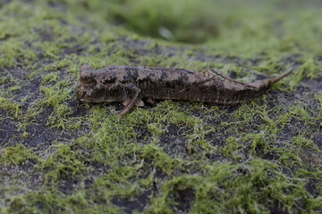 A barred mudskipper fish resting on a rock covered with moss. This fish, which is mostly done in the mud, has the scientific name Periophthalmus argentilineatus.