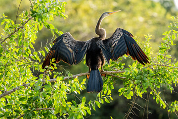 Cormorant is spending leasure time
