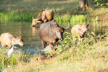 Water buffalo are bathing in a lake in Sri Lanka