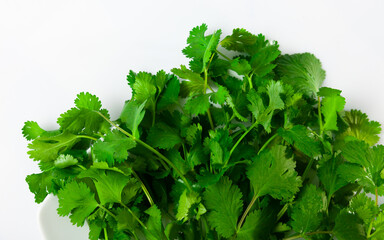 Bunch of fresh fragrant cilantro, isolated on a white background. Close-up image