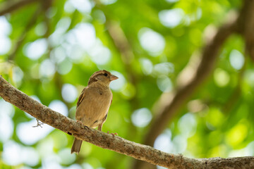 Obraz premium sparrows perched on tree beautifully.
