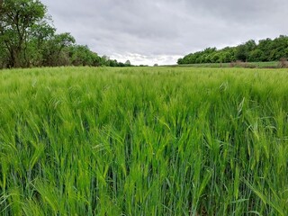 Spring field of barley