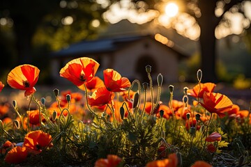 Obraz premium Red Poppy Field under gold sun., generative IA
