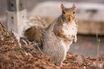 Eastern gray squirrel (Sciurus carolinensis) looking straight at you