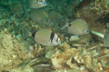 Common two-banded seabream (Diplodus vulgaris), Alghero, Sardinia, italy
