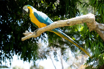 the blue and gold Macaw has back and upper tail feathers of the blue and gold macaw are brilliant...