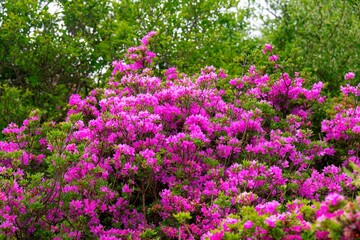烏帽子岳のミヤマキリシマ
