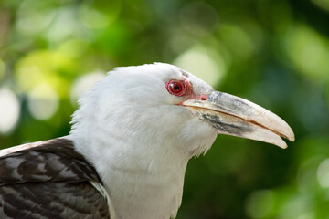 the Channel-billed Cuckoo has a massive pale, down-curved bill, grey plumage (darker on the back and wings) and long barred tail