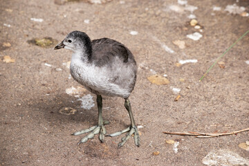 the Eurasian coot chick is grey when it is little