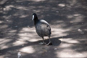 The Eurasian coot is a black sea bird with a white frontal shield