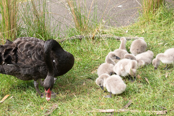 Cygnets are grey when they hatch with black beaks and gradually turn black over the first six...