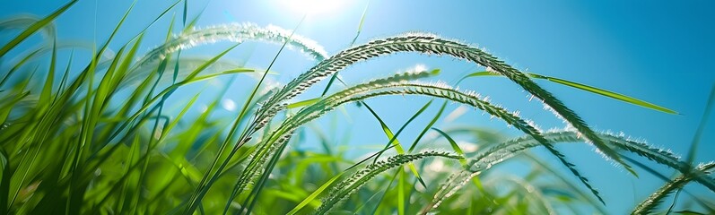 beautiful meadow with clear sky