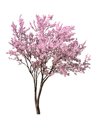 Beautiful blossoming spring tree isolated on white