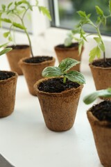 Many cucumber and tomato seedlings growing in pots on window sill, closeup