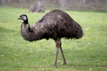 Emus are covered in primitive feathers that are dusky brown to grey-brown with black tips. The Emu's neck is bluish black and mostly free of feathers.