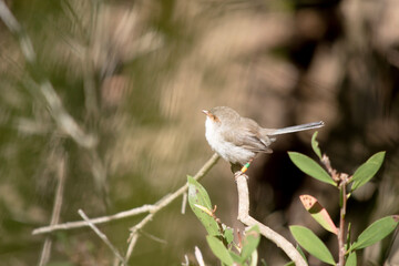 the female fairy wren has a light brown body with a white ches and orange eye surround