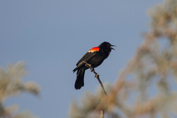 Red Wigned Black Bird (Agelaius phoeniceus) perched on a branch