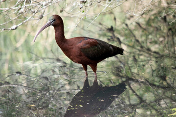 The glossy ibis neck is reddish-brown and the body is a bronze-brown with a metallic iridescent...