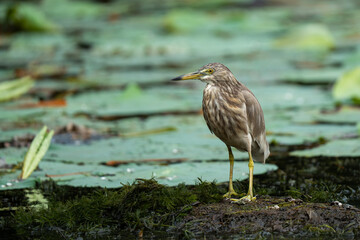 Indian Pond Heron perching on lotus leaf looking into a distance