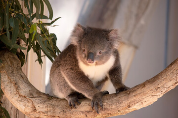 the Koala has a large round head, big furry ears and big black nose. Their fur is usually grey-brown in color with white fur on the chest, inner arms, ears and bottom.