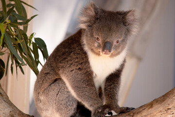 Naklejka premium the Koala has a large round head, big furry ears and big black nose. Their fur is usually grey-brown in color with white fur on the chest, inner arms, ears and bottom.