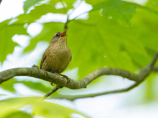 Winter Wren singing on tree branch in Spring