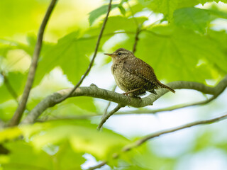 Winter Wren on tree branch in Spring