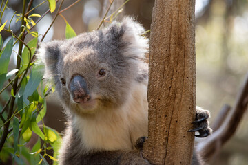 the Koala has a large round head, big furry ears and big black nose. Their fur is usually grey-brown in color with white fur on the chest, inner arms, ears and bottom.