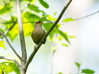 Winter Wren on tree branch in Spring