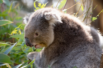 the Koala has a large round head, big furry ears and big black nose. Their fur is usually grey-brown in color with white fur on the chest, inner arms, ears and bottom.