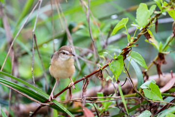  Tawny-flanked prinia bird perched on a tree branch