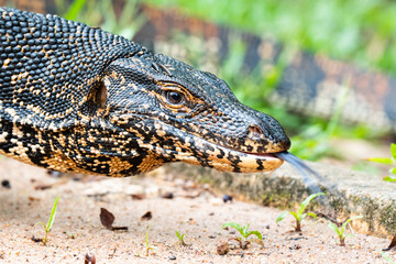 Varanus salvator rested on the ground in the park at