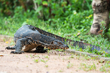 Varanus salvator rested on the ground in the park at