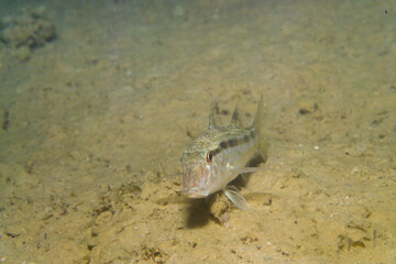 fish in the sea, close up of a fish. Red mullet, Striped goatfish, Striped mullet or Bluntsnouted mullet (Mullus barbatus), Alghero, Sardinia, Mediterranean Sea, Italy