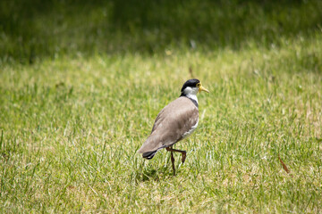 The Masked Lapwing is mainly white below, with brown wings and back and a black crown. Birds have large yellow wattles covering the face,