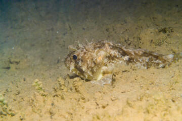 Black scorpionfish Scorpaena porcus, Scopenidae, Mediterranean Sea, Italy, Alghero, Capo Caccia