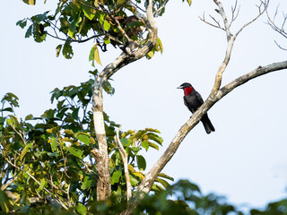 Purple-throated Fruitcrow on tree branch against sky