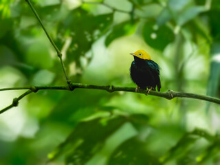 Obraz premium Golden Headed Manakin on tree branch against green background