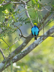  Paradise Tanager on tree branch in Ecuador