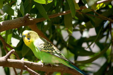 Parakeets are pale green with black bars on their backs, heads, and wings.