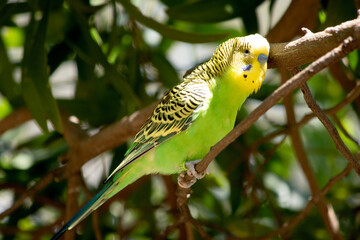 Parakeets are pale green with black bars on their backs, heads, and wings.