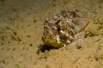Black scorpionfish Scorpaena porcus, Scopenidae, Mediterranean Sea, Italy, Alghero, Capo Caccia