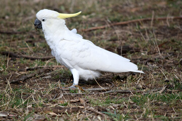 The sulphur crested cockatoo is a white bird with a yellow crest.