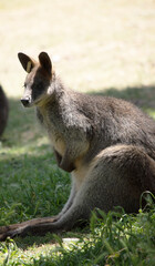 The swamp wallaby has dark brown fur, often with lighter rusty patches on the belly, chest and base of the ears.